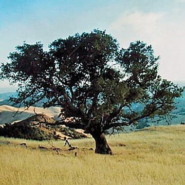 Carbon Relief Center, Bioneers Conference, San Rafael, CA, 2009