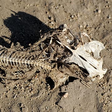 Meditations on Desertification, Lahontan Reservoir, NV, 2008–2009