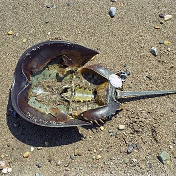 FRESH KILLS: A Walk on the Beach, (detail), Staten Island, NY, 2001