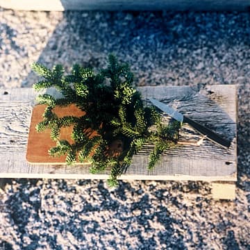 Making Tea from Pine Needles, Maine, 2003