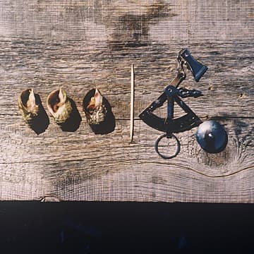Three Periwinkles and Scale, Maine, 2003