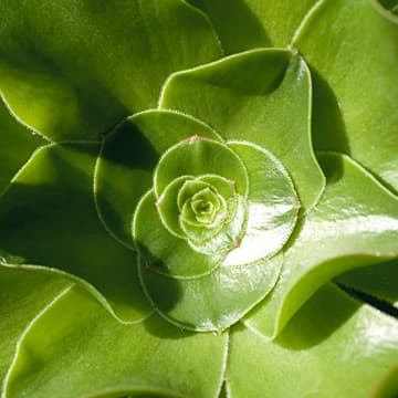 Aeonium Undulatum<br>Interviews with Succulents, Wave Hill Public Garden and Cultural Center, Bronx, NY, 2010