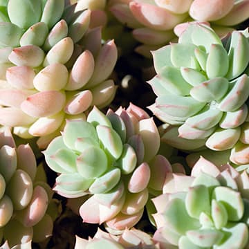 Echevaria<br>Interviews with Succulents, Wave Hill Public Garden and Cultural Center, Bronx, NY, 2010