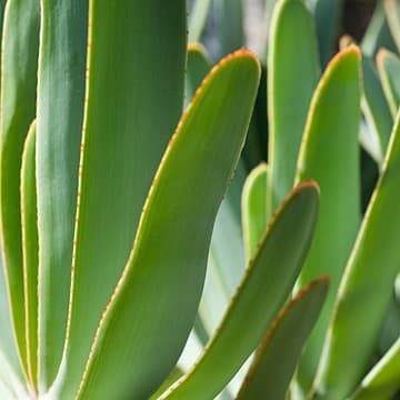 Senecio Citriformis<br>Interviews with Succulents, Wave Hill Public Garden and Cultural Center, Bronx, NY, 2010