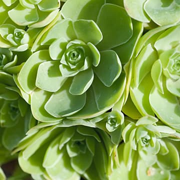 Interviews with Succulents, Wave Hill Public Garden and Cultural Center, Bronx, NY, 2010