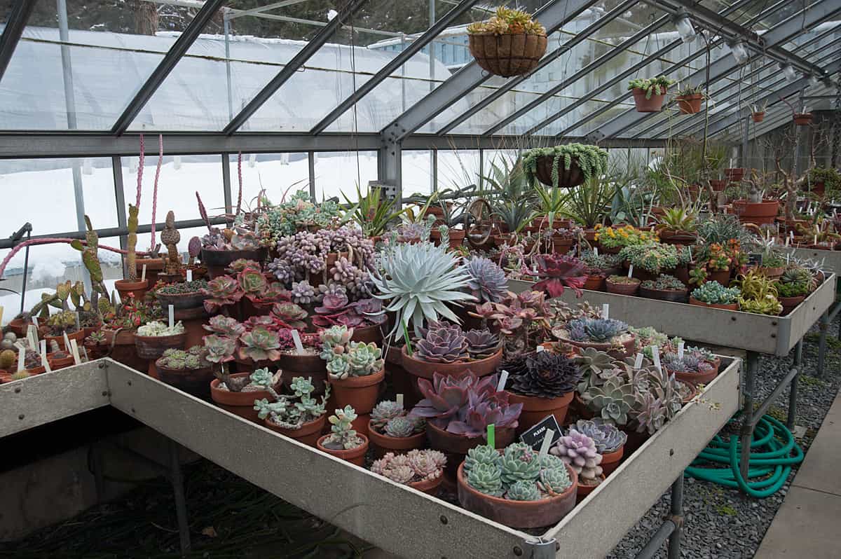 Botanical Projects Interviews With Succulents