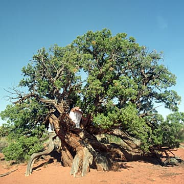 Tree Bed, Utah, 2000