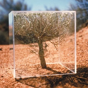 Young Juniper, Utah, 2000