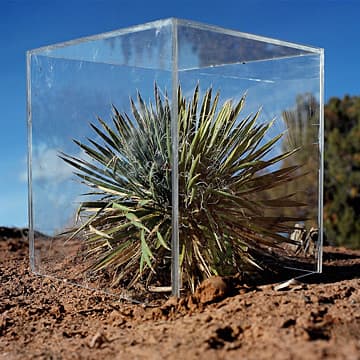 Yucca Plant, Utah, 2000